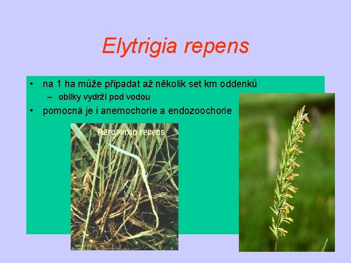 Elytrigia repens • na 1 ha může připadat až několik set km oddenků –