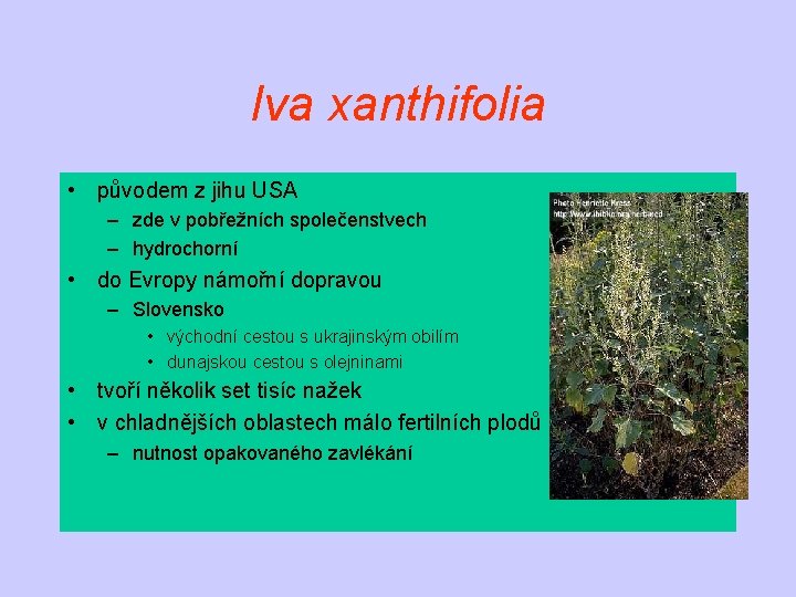 Iva xanthifolia • původem z jihu USA – zde v pobřežních společenstvech – hydrochorní