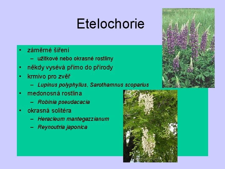 Etelochorie • záměrné šíření – užitkové nebo okrasné rostliny • někdy vysévá přímo do