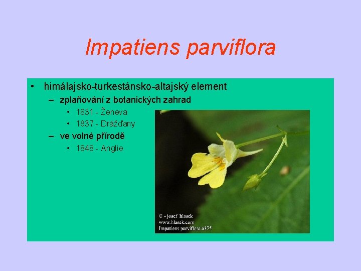 Impatiens parviflora • himálajsko-turkestánsko-altajský element – zplaňování z botanických zahrad • 1831 - Ženeva