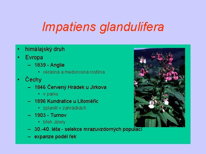 Impatiens glandulifera • himálajský druh • Evropa – 1839 - Anglie • okrasná a