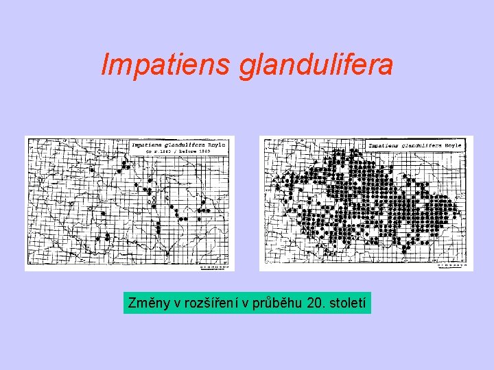 Impatiens glandulifera Změny v rozšíření v průběhu 20. století 