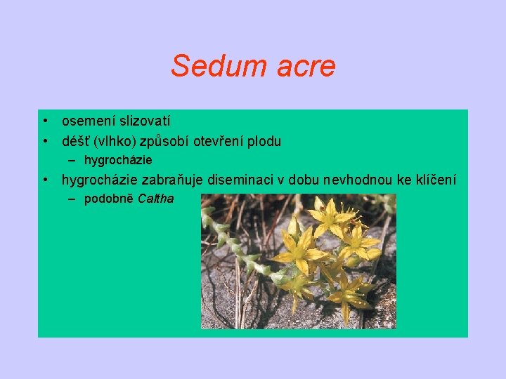 Sedum acre • osemení slizovatí • déšť (vlhko) způsobí otevření plodu – hygrocházie •