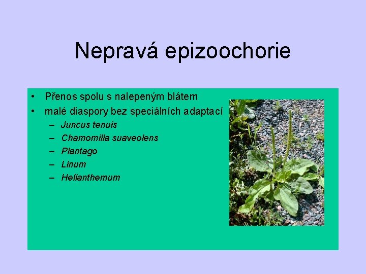 Nepravá epizoochorie • Přenos spolu s nalepeným blátem • malé diaspory bez speciálních adaptací