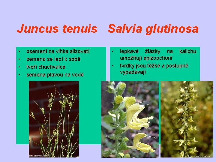 Juncus tenuis Salvia glutinosa • • osemení za vlhka slizovatí semena se lepí k