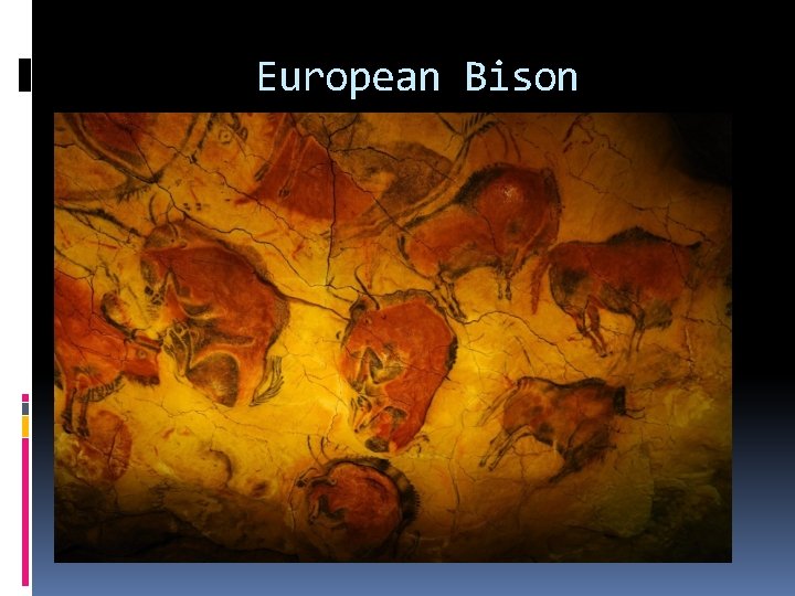 European Bison 