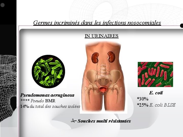 Germes incriminés dans les infections nosocomiales IN URINAIRES Pseudomonas aeruginosa **** Pseudo BMR 14%