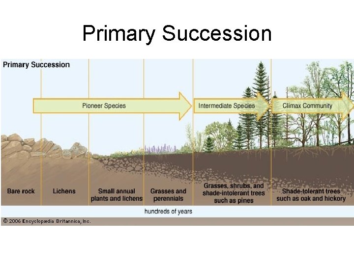 Primary Succession 