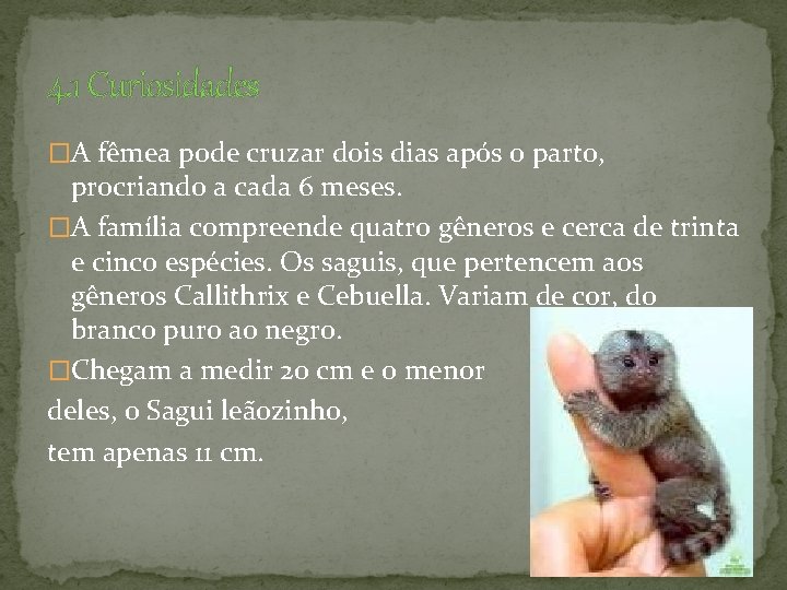 4. 1 Curiosidades �A fêmea pode cruzar dois dias após o parto, procriando a