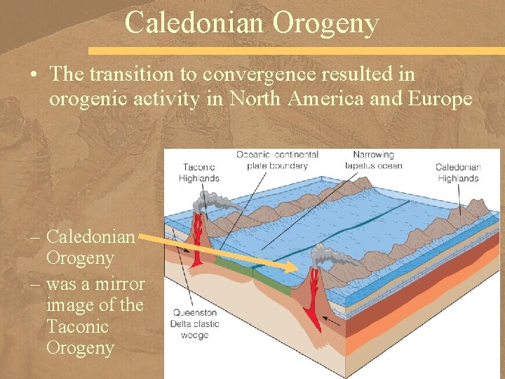 Caledonian Orogeny • The transition to convergence resulted in orogenic activity in North America