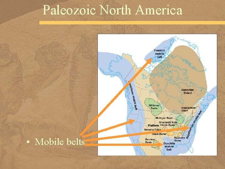 Paleozoic North America • Mobile belts 