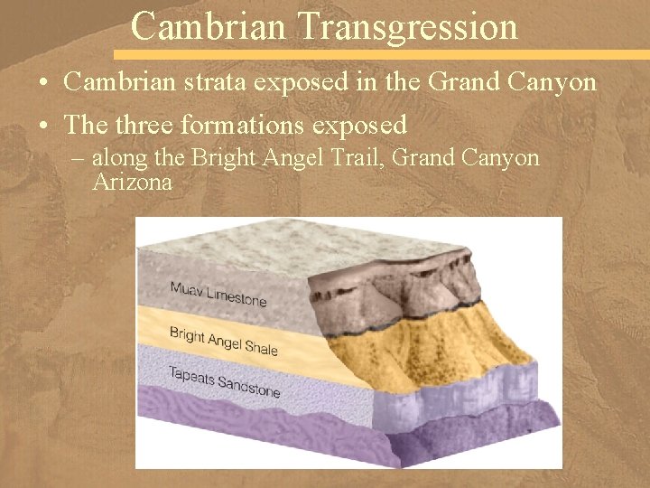 Cambrian Transgression • Cambrian strata exposed in the Grand Canyon • The three formations