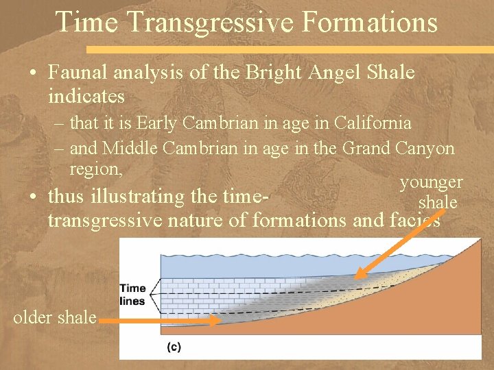 Time Transgressive Formations • Faunal analysis of the Bright Angel Shale indicates – that