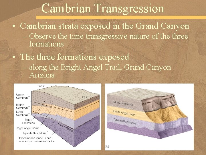 Cambrian Transgression • Cambrian strata exposed in the Grand Canyon – Observe the time
