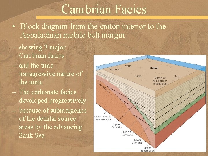 Cambrian Facies • Block diagram from the craton interior to the Appalachian mobile belt
