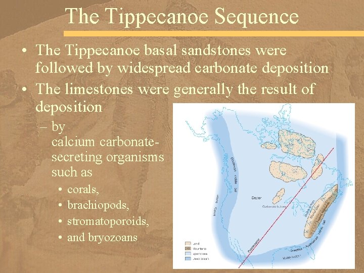 The Tippecanoe Sequence • The Tippecanoe basal sandstones were followed by widespread carbonate deposition