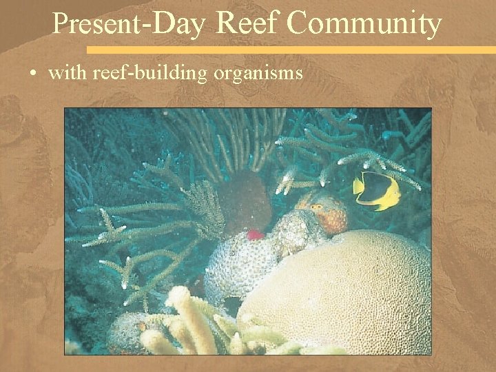 Present-Day Reef Community • with reef-building organisms 