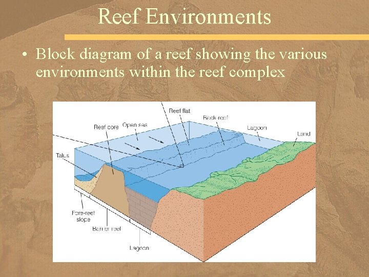 Reef Environments • Block diagram of a reef showing the various environments within the