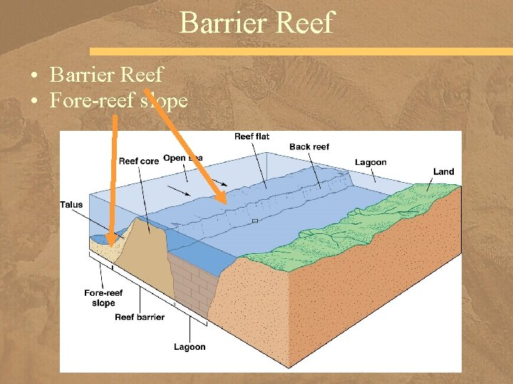 Barrier Reef • Fore-reef slope 