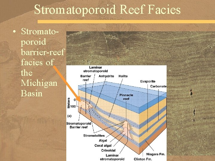 Stromatoporoid Reef Facies • Stromatoporoid barrier-reef facies of the Michigan Basin 