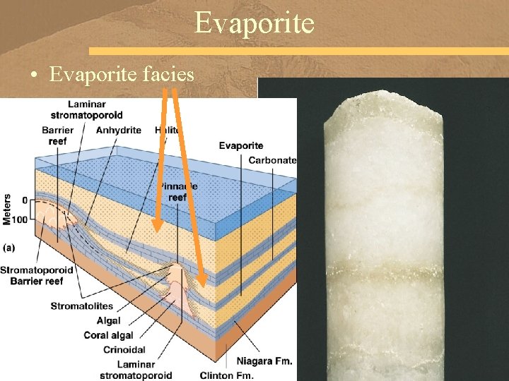 Evaporite • Evaporite facies 