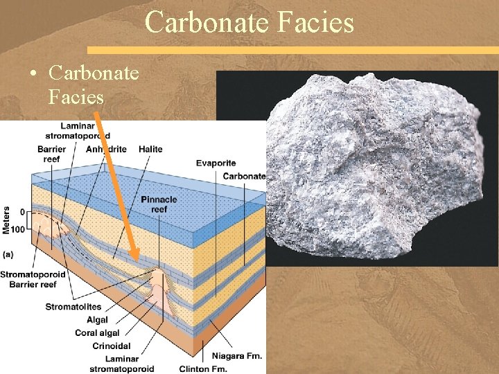 Carbonate Facies • Carbonate Facies 