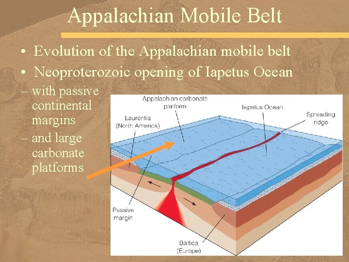 Appalachian Mobile Belt • Evolution of the Appalachian mobile belt • Neoproterozoic opening of