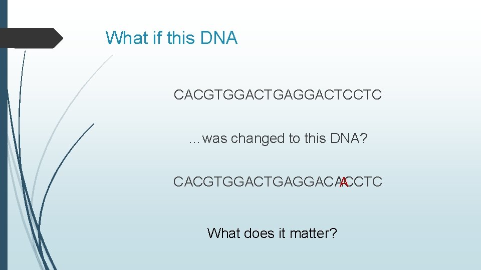 What if this DNA CACGTGGACTGAGGACTCCTC …was changed to this DNA? CACGTGGACTGAGGACACCTC A What does