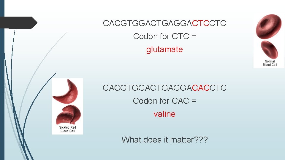 CACGTGGACTGAGGACTCCTC Codon for CTC = glutamate CACGTGGACTGAGGACACCTC Codon for CAC = valine What does