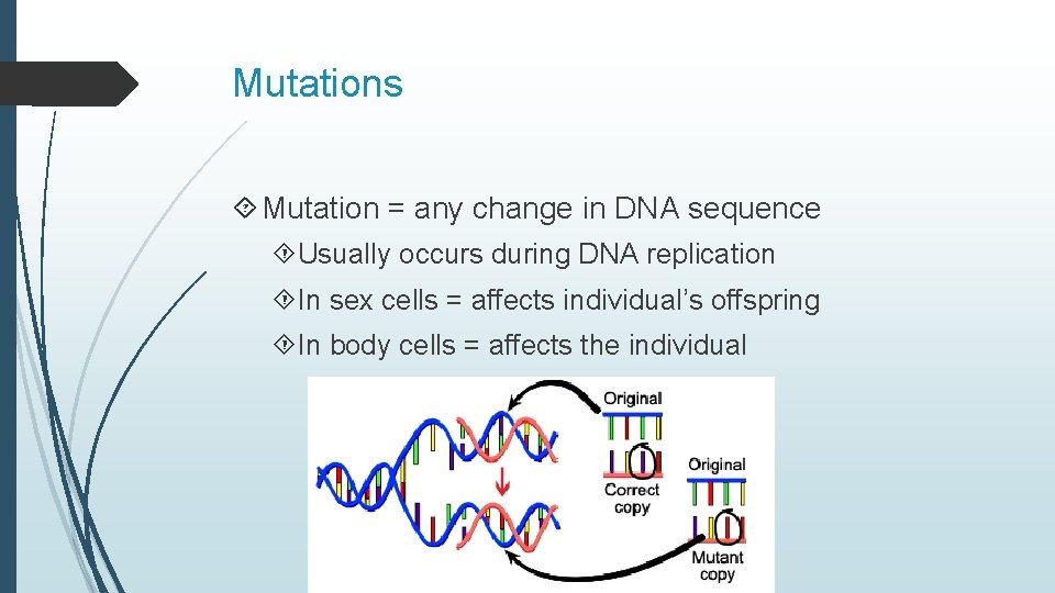 Mutations Mutation = any change in DNA sequence Usually occurs during DNA replication In
