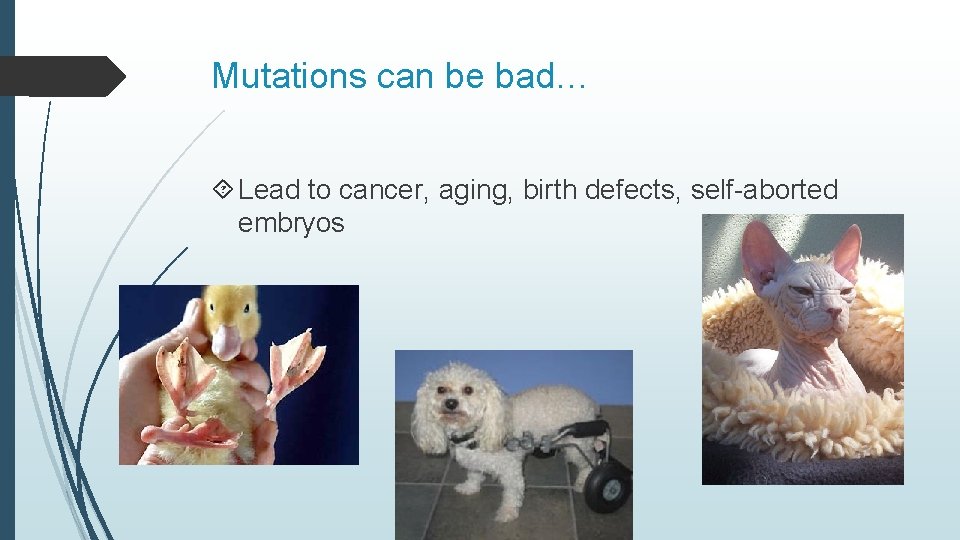 Mutations can be bad… Lead to cancer, aging, birth defects, self-aborted embryos 