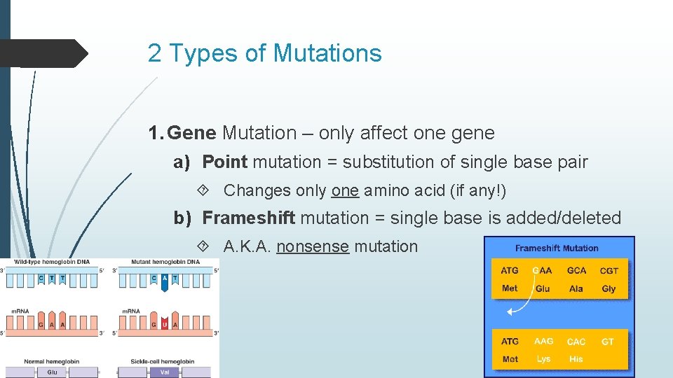 2 Types of Mutations 1. Gene Mutation – only affect one gene a) Point