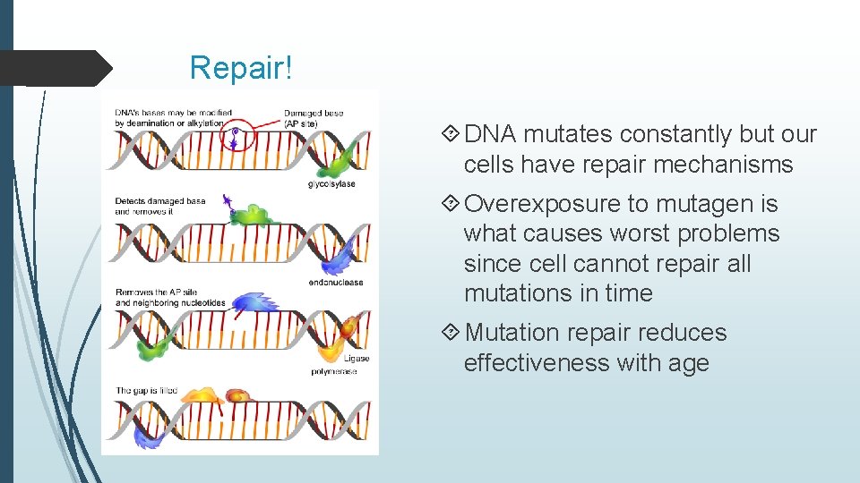 Repair! DNA mutates constantly but our cells have repair mechanisms Overexposure to mutagen is