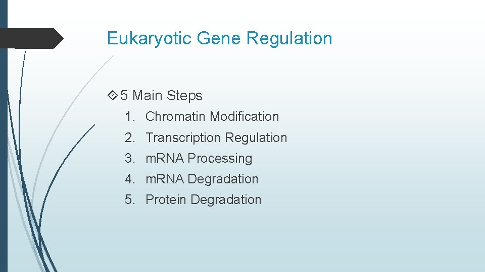 Eukaryotic Gene Regulation 5 Main Steps 1. Chromatin Modification 2. Transcription Regulation 3. m.