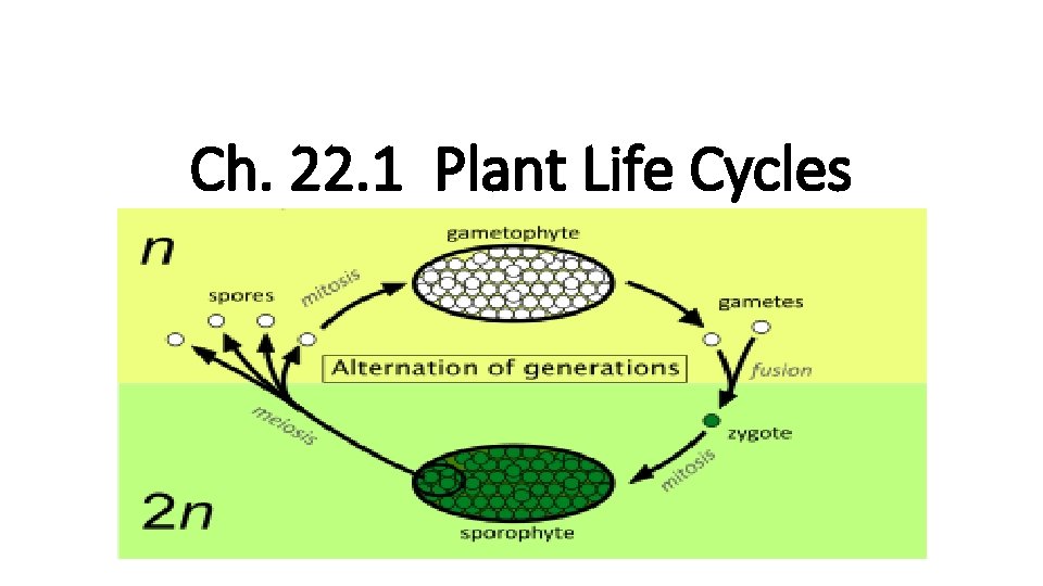 Ch. 22. 1 Plant Life Cycles 