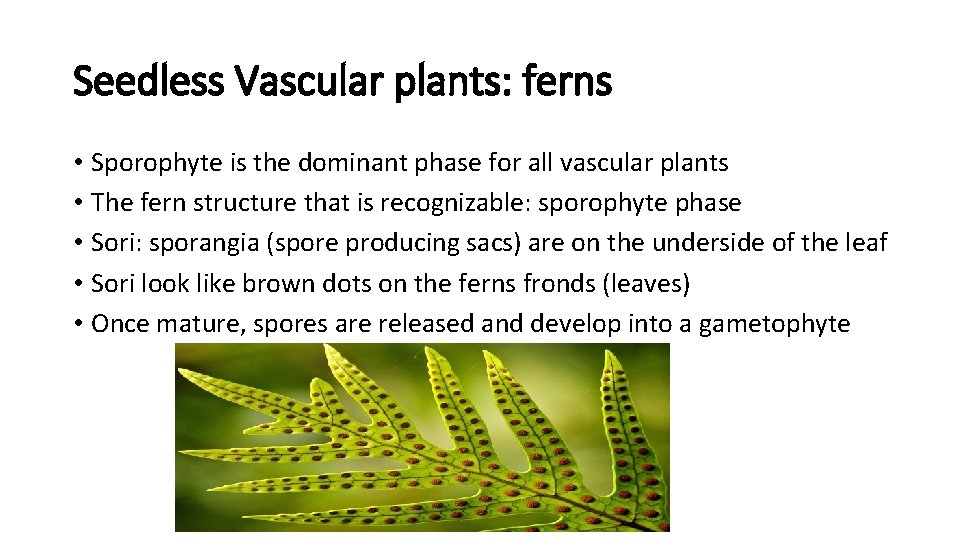 Seedless Vascular plants: ferns • Sporophyte is the dominant phase for all vascular plants