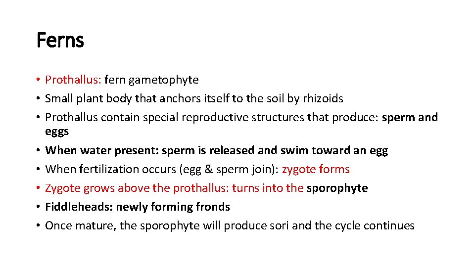 Ferns • Prothallus: fern gametophyte • Small plant body that anchors itself to the