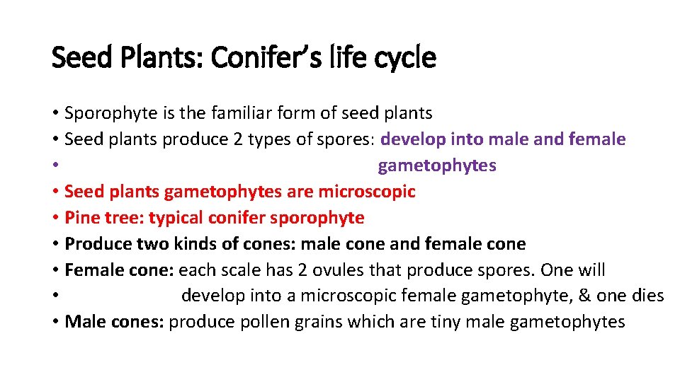 Seed Plants: Conifer’s life cycle • Sporophyte is the familiar form of seed plants