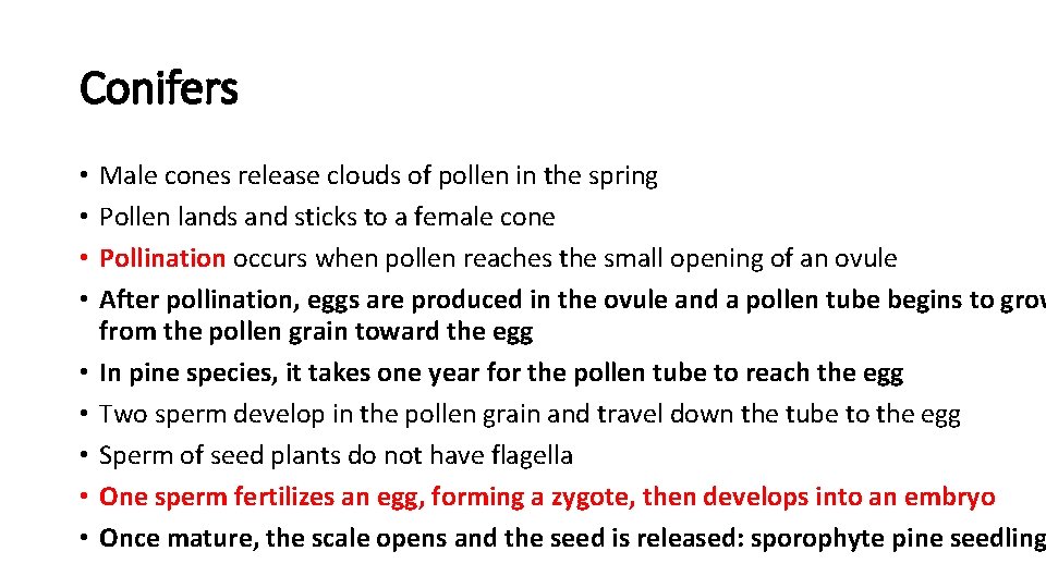 Conifers • • • Male cones release clouds of pollen in the spring Pollen
