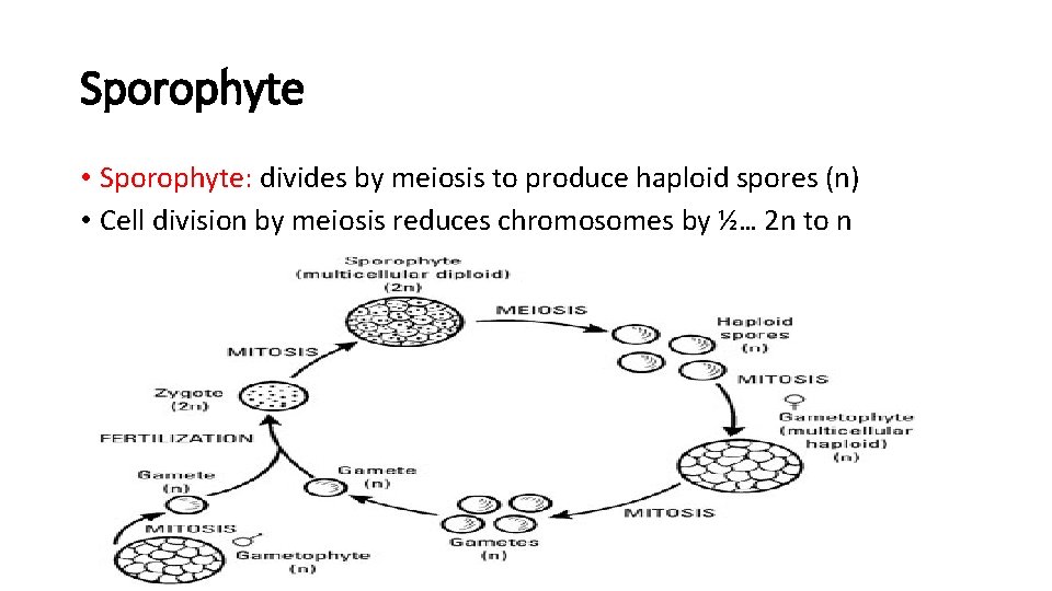 Sporophyte • Sporophyte: divides by meiosis to produce haploid spores (n) • Cell division