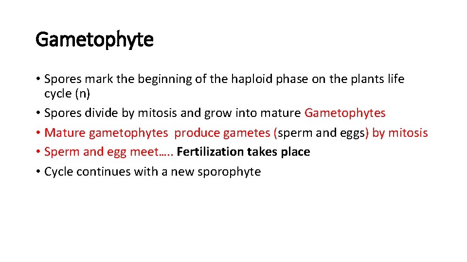 Gametophyte • Spores mark the beginning of the haploid phase on the plants life