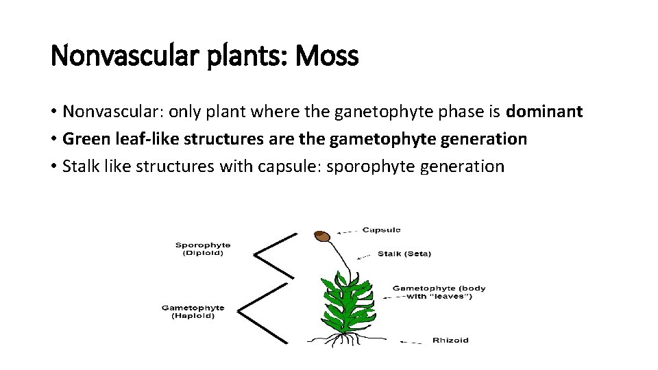 Nonvascular plants: Moss • Nonvascular: only plant where the ganetophyte phase is dominant •