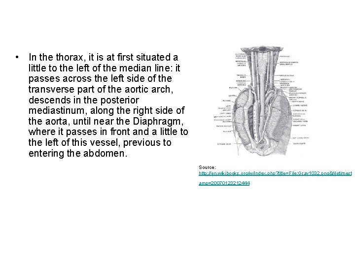 • In the thorax, it is at first situated a little to the • In the thorax, it is at first situated a little to the