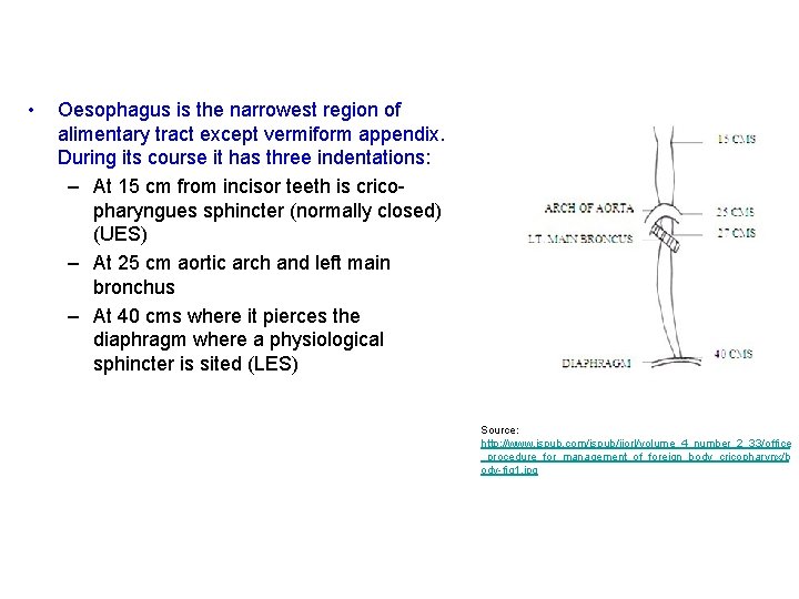 • Oesophagus is the narrowest region of alimentary tract except vermiform appendix. During • Oesophagus is the narrowest region of alimentary tract except vermiform appendix. During