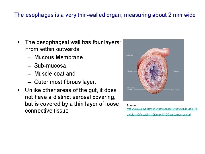 The esophagus is a very thin-walled organ, measuring about 2 mm wide • The The esophagus is a very thin-walled organ, measuring about 2 mm wide • The