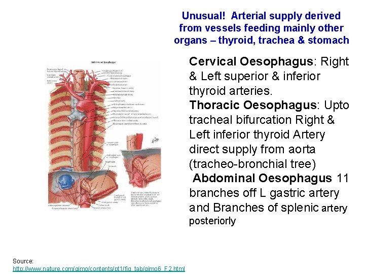 Unusual! Arterial supply derived from vessels feeding mainly other organs – thyroid, trachea & Unusual! Arterial supply derived from vessels feeding mainly other organs – thyroid, trachea &