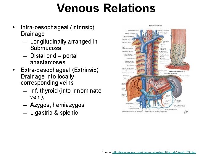 Venous Relations • Intra-oesophageal (Intrinsic) Drainage – Longitudinally arranged in Submucosa – Distal end Venous Relations • Intra-oesophageal (Intrinsic) Drainage – Longitudinally arranged in Submucosa – Distal end