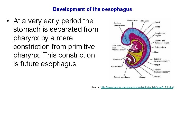 Development of the oesophagus • At a very early period the stomach is separated Development of the oesophagus • At a very early period the stomach is separated