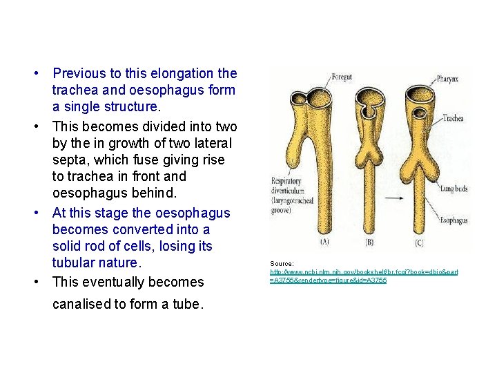 • Previous to this elongation the trachea and oesophagus form a single structure. • Previous to this elongation the trachea and oesophagus form a single structure.