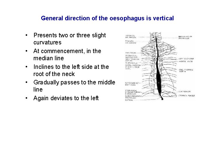 General direction of the oesophagus is vertical • Presents two or three slight curvatures General direction of the oesophagus is vertical • Presents two or three slight curvatures